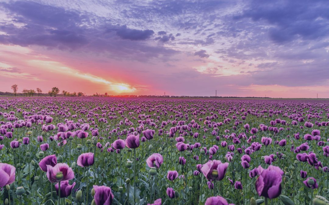 Diagnosed at 12: My Journey Growing Up with Sarcoidosis